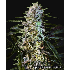 Amur Gelato Auto, Фасовка: 5